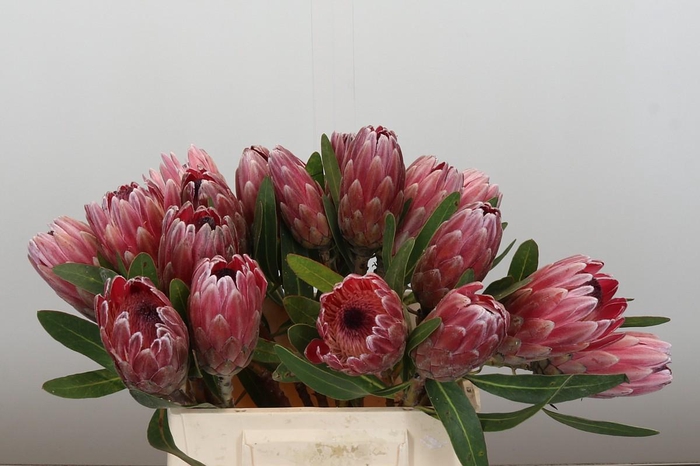 <h4>Protea Pink Ice</h4>
