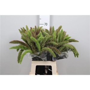 Setaria Italica Red Jewel