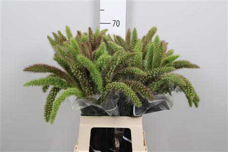 <h4>Setaria Italica Red Jewel</h4>