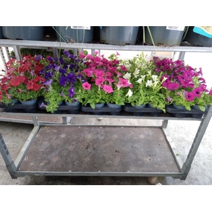 Petunia  'Surfinia'   ...mix