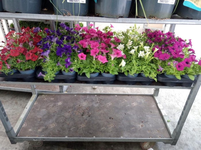 <h4>Petunia  'Surfinia'   ...mix</h4>