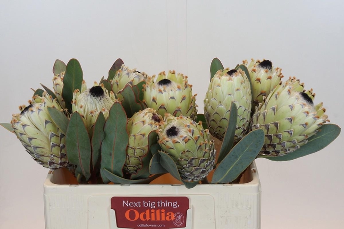 <h4>PROTEA M ICE QUEEN</h4>