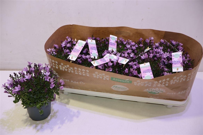 <h4>arr8 Camp Ambe Pink</h4>