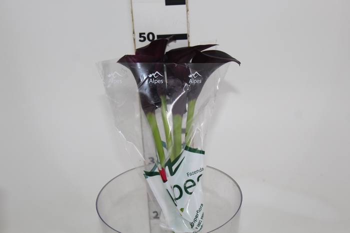 CALLA BLACK BERRY