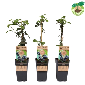 Rubus Thornfree