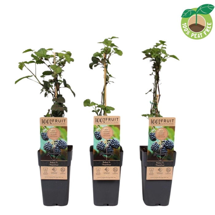 <h4>Rubus Thornfree</h4>