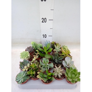 Succulents   ...