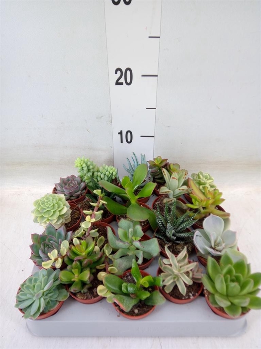 <h4>Succulents   ...</h4>