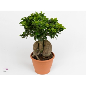 Ficus m. Ginseng Ø12cm in Glass UFO Vase Ø20cm