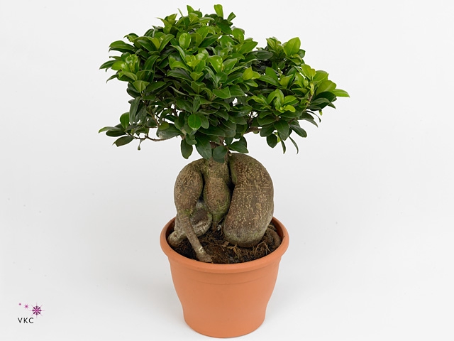 <h4>Ficus m. Ginseng Ø12cm in Glass UFO Vase Ø20cm</h4>