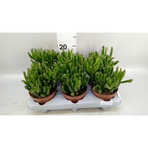 Crassula ovata 'Gollum'