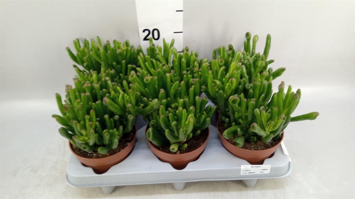 <h4>Crassula ovata 'Gollum'</h4>