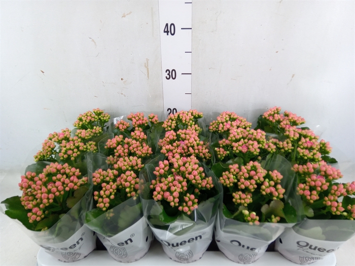 <h4>Kalanchoe  'RoseFlow Audrey'</h4>