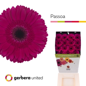 Gerbera Passoa Diamond
