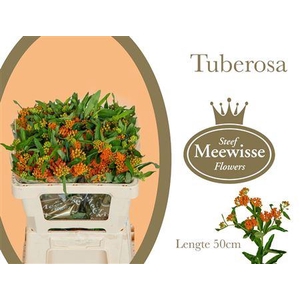 Asclepia Tuberosa