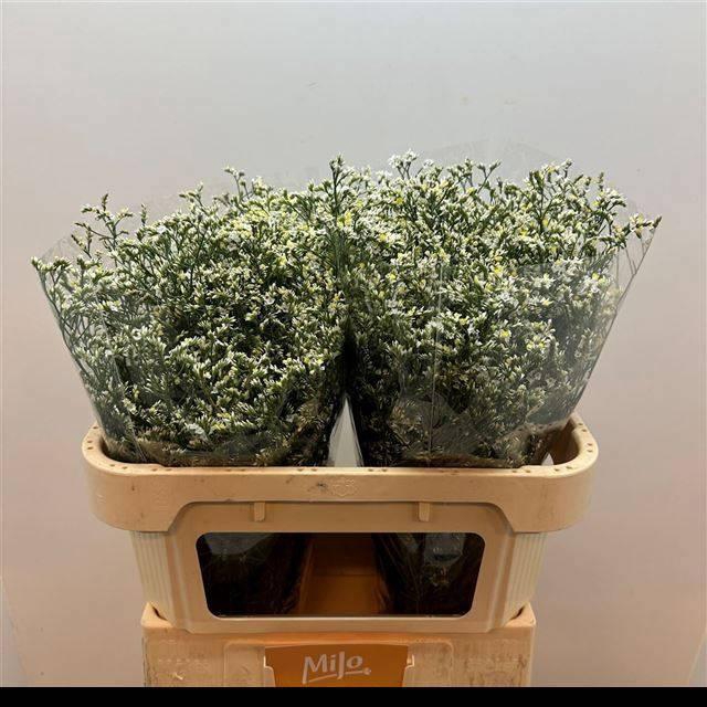 <h4>LIM SIN CHINA WHITE</h4>