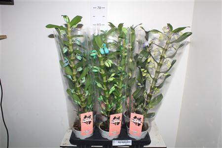 <h4>Dendr N Sc Ap Klb H% 2 Branches</h4>