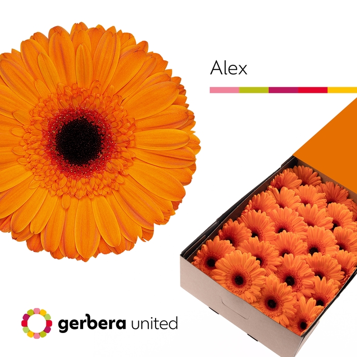 <h4>Gerbera Alex Doos</h4>