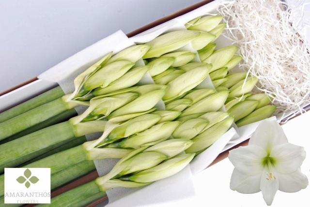 <h4>HIPP GA MONT BLANC</h4>