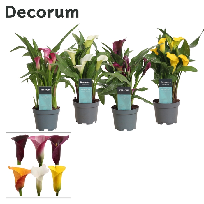 Zantedeschia Mix (Decorum)