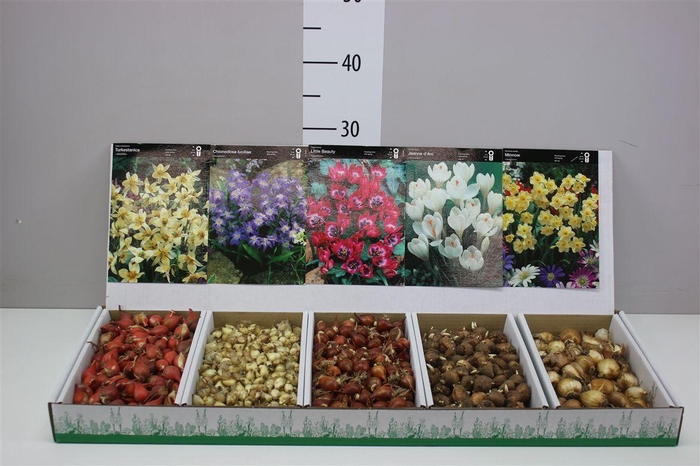 <h4>Droge Bloembol Mix</h4>