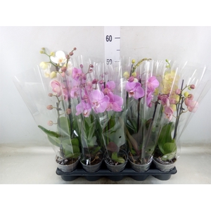 Phalaenopsis   ...mix