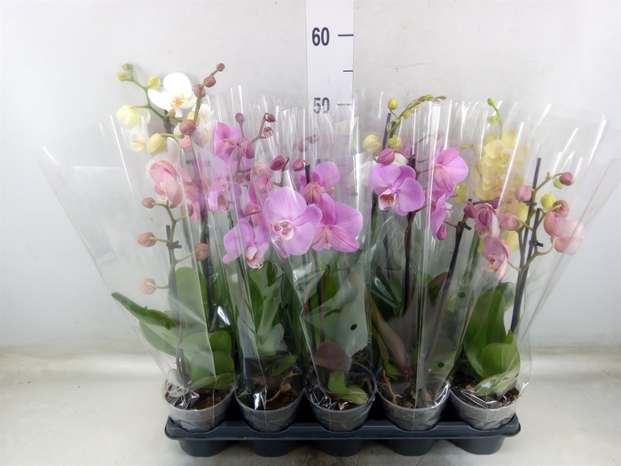 <h4>Phalaenopsis   ...mix</h4>