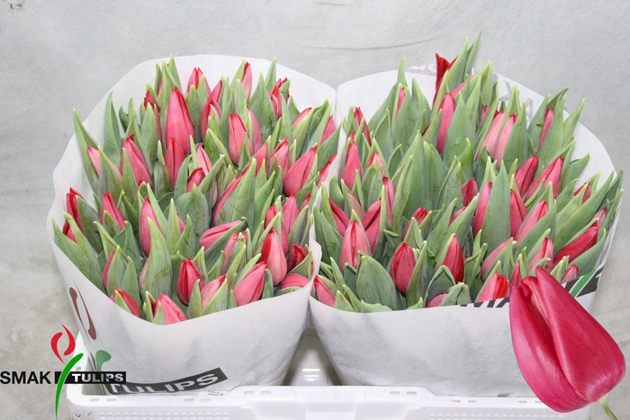 <h4>TU EN FIRST STAR</h4>