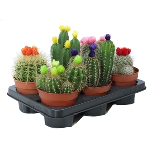 Cactus 12 cm disco