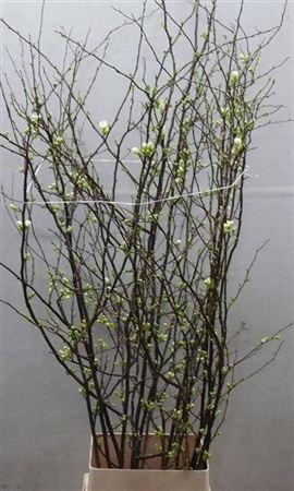 <h4>Chaenomeles Ivoor</h4>