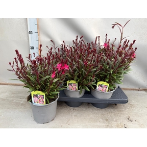 Gaura lindheimeri 'Belleza Comp Pk'
