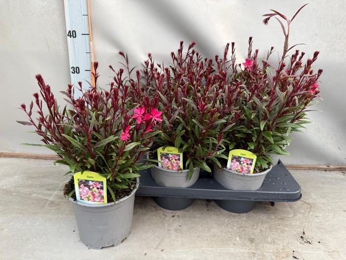 <h4>Gaura lindheimeri 'Belleza Comp Pk'</h4>