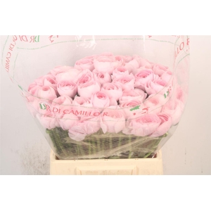 Ran.. Su Lady Hanoi Extra