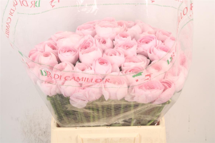 Ran.. Su Lady Hanoi Extra