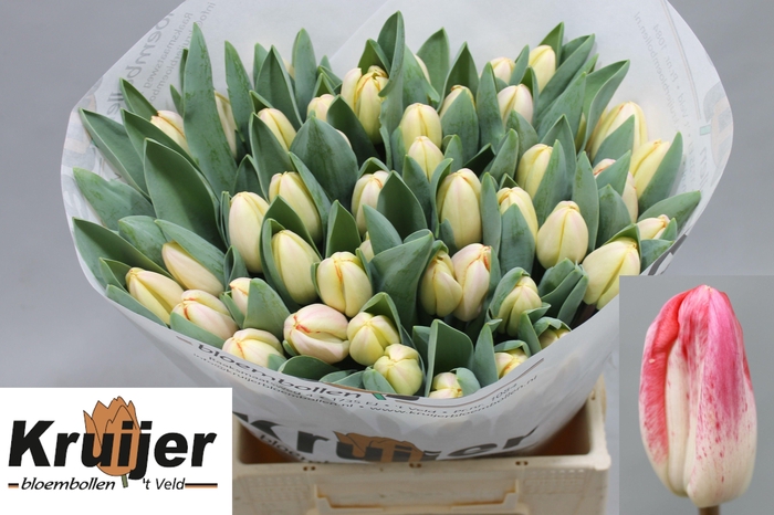 <h4>TU EN FLAMING SKY</h4>