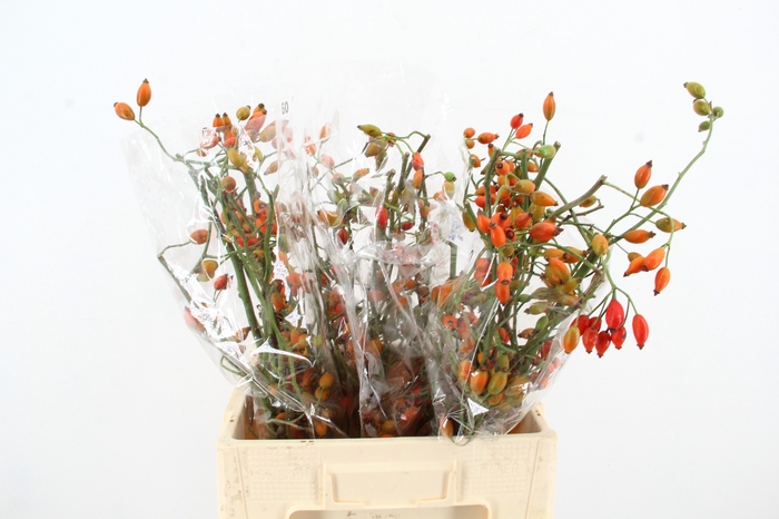<h4>ROSA ZAFFIRO</h4>
