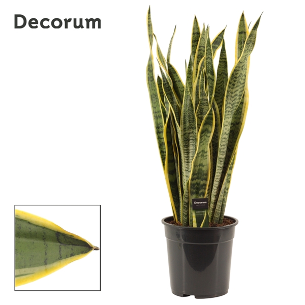 <h4>Sansevieria Laurentii 24 cm (Decorum)</h4>