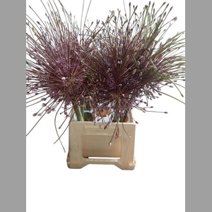 ALLIUM SCHUBERTII