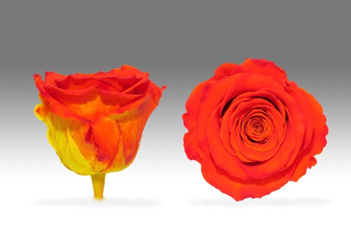 <h4>Roos XL Bic-03</h4>