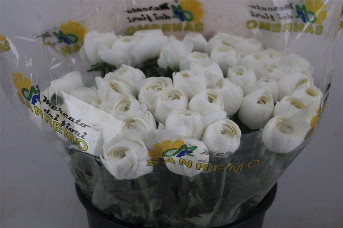 <h4>Ran Cloni Sup Cover</h4>