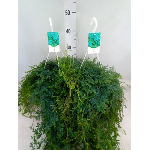Selaginella uncinata 'Peacock'