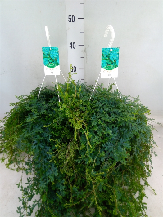 <h4>Selaginella uncinata 'Peacock'</h4>