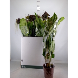 Tacca chantrieri