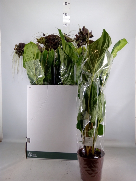 <h4>Tacca chantrieri</h4>