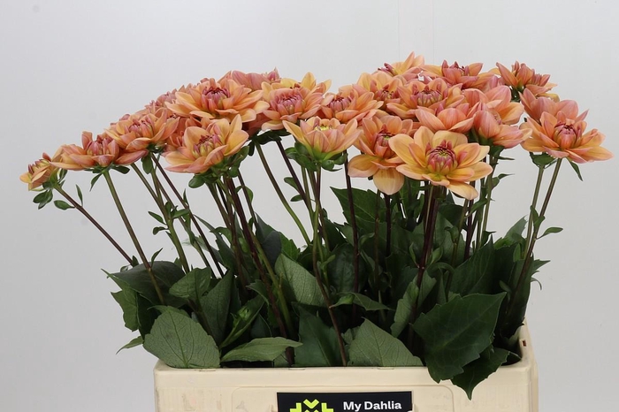 <h4>Dahlia Yelno Harmony</h4>