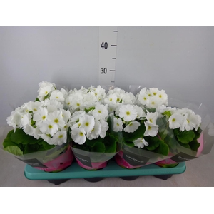Primula obcon. 'Touch Me White'