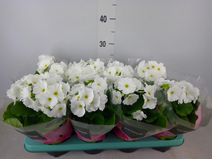 <h4>Primula obcon. 'Touch Me White'</h4>