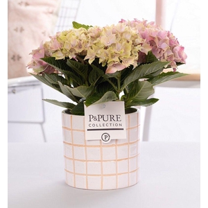 Hydrangea pink in P&PURE Tirza ceramics
