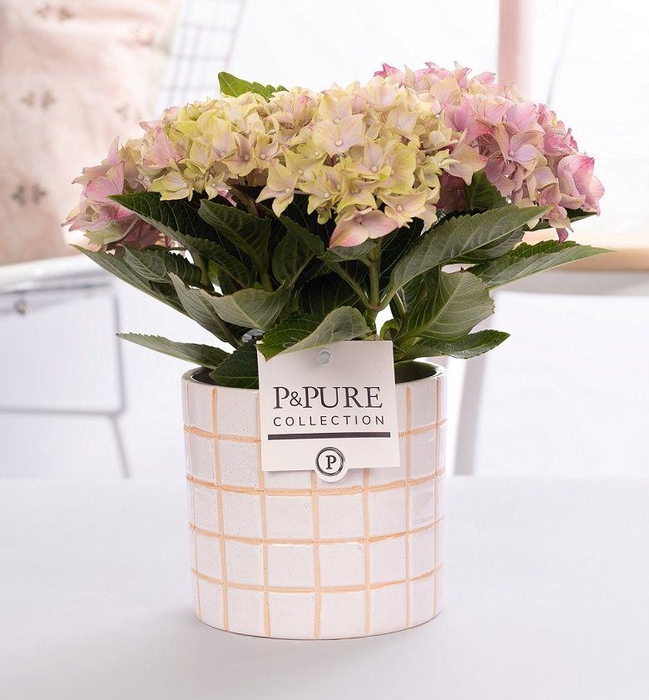 <h4>Hydrangea pink in P&PURE Tirza ceramics</h4>