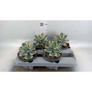 Agave potatorum